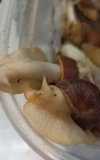 حلزون البینو