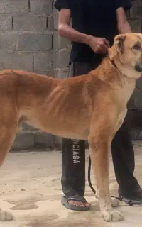 سگ های آلابای سراب افغان سنگسری گلستان گنبد کاووس