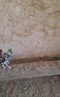 مرغ