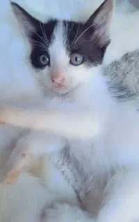 ملوس