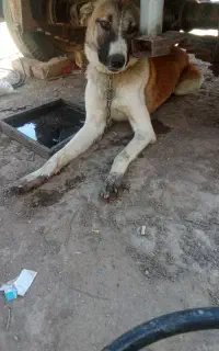 افغان سگ یک سال سن دارد