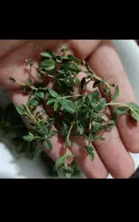 آویشن کوهی تروتازه