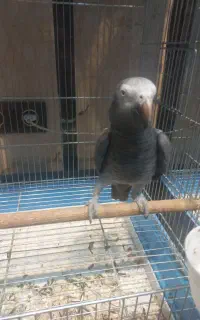 کاسکو