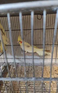 عروس هلندی دوکت و تک خال لوتینو جفت مولد