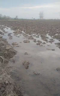 شخم زدن مزرعه باموتورکشاورزی (کوبوتا)