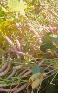 نیازمند کارگر برای چیدن لوبیا
