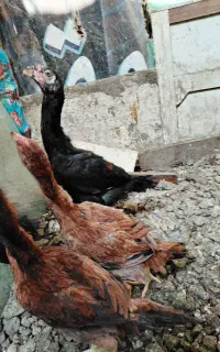جوجه لاری ۶تا