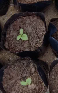 کیسه نایلونی نهال