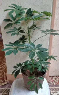 گل شفلرا