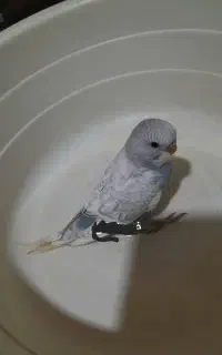 جوجه مرغ عشق آوا
