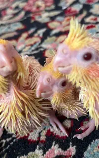 جوجه عروس هلندی یکماهه