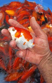 مولد ماهی قرمز