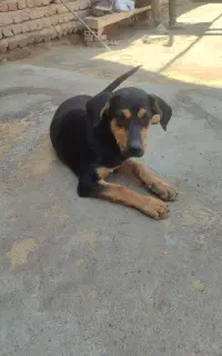 سک دوبرمن
