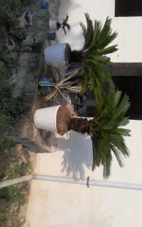 دوعدد سیکاس با گلدان