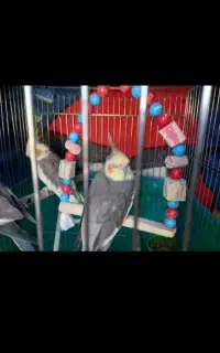 عروس هلندی پیداشده
