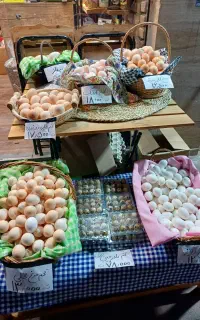 تخم مرغ اردک غاز بلدرچین