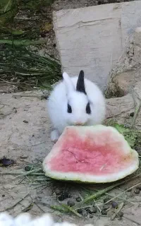 خرگوش.بچه خرگوش