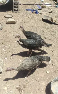 بوقلمون گوشتی و برنز