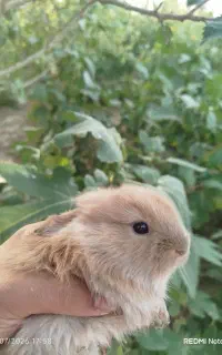 بچه خرگوش و بالغ و ...