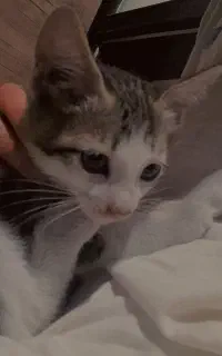 گربه