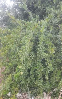 باغ پشکوه باشت