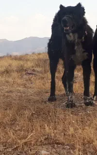 توله قدرجونی