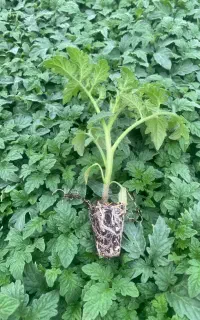 گلخانه نشا قراردادی