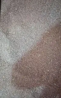 پرشت تازه امسال