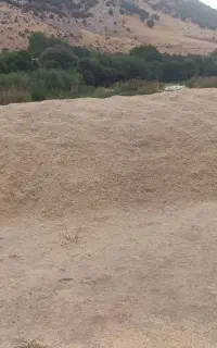 کاه نخود ریز