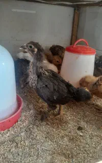 جوجه پاپر و محلی ۱ ماهه