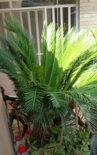 فروش گل