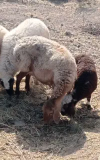 میش وبره