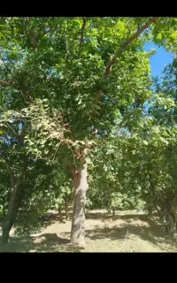 اسبارگردووکلیه کاربنایی ساختمان ابیاری حرص