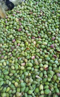 خرید انواع بادام قیمت تجاری