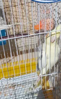 فروش عروس هلندی