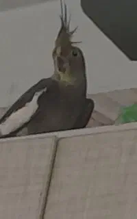 عروس هلندی ماده معاوضه