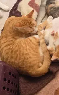 واگذاری گربه و بچه گربه