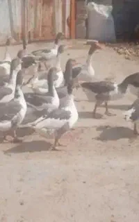 غازدوساله 5میلیون