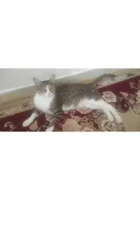 گربه