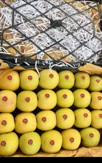 فروش سیب درختی ۸تن درزنجان  روی درخت