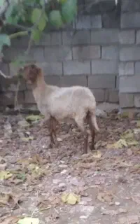 گوسفندجوان نژاددار دوقلوزاشیردار