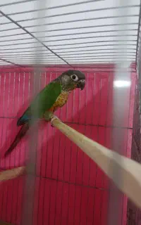 گرینچیک ماده