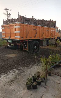 حرص و برش درخت مورد اوکالیبتوس کنار برهان و کهور