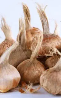 پیاز زعفران
