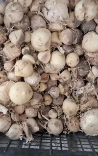 موسیر کوهی