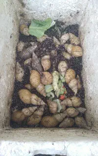 حلزون کلاژن ساز