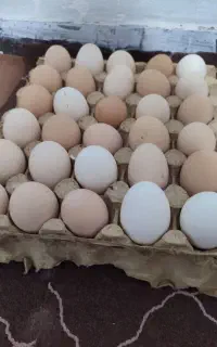 تخم مرغ محلی