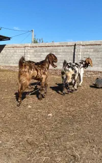 چهار راس بز جوان