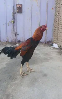 خروس لاری