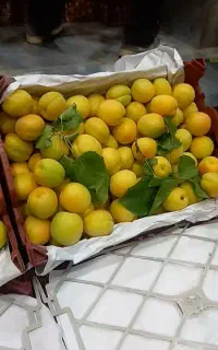 خرید و حق العملی تهران تربار مرکزی